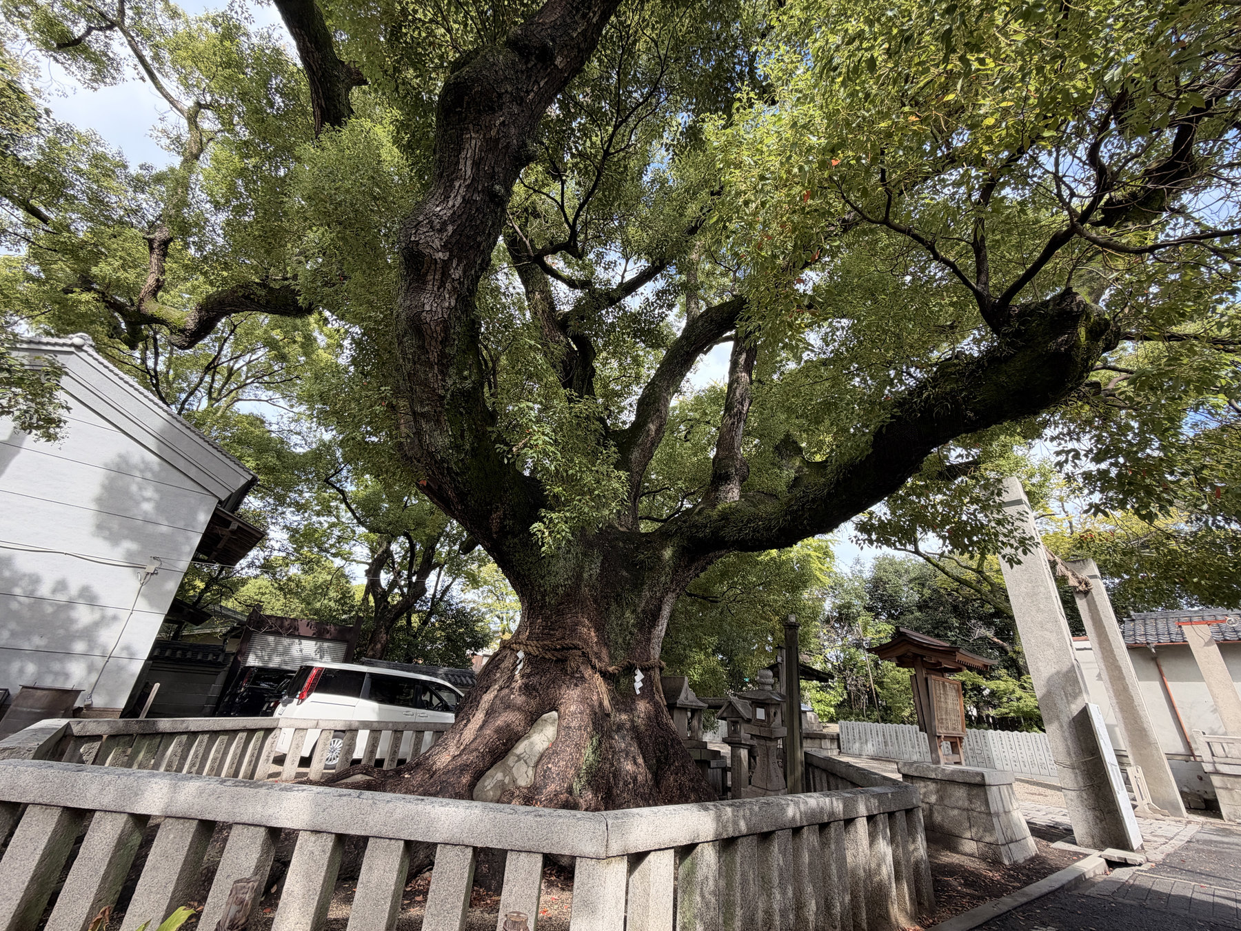 杭全神社の境内にある大きな樹木